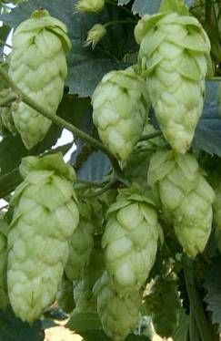 CFJ-8 /Cascade/ hops 2022 crop